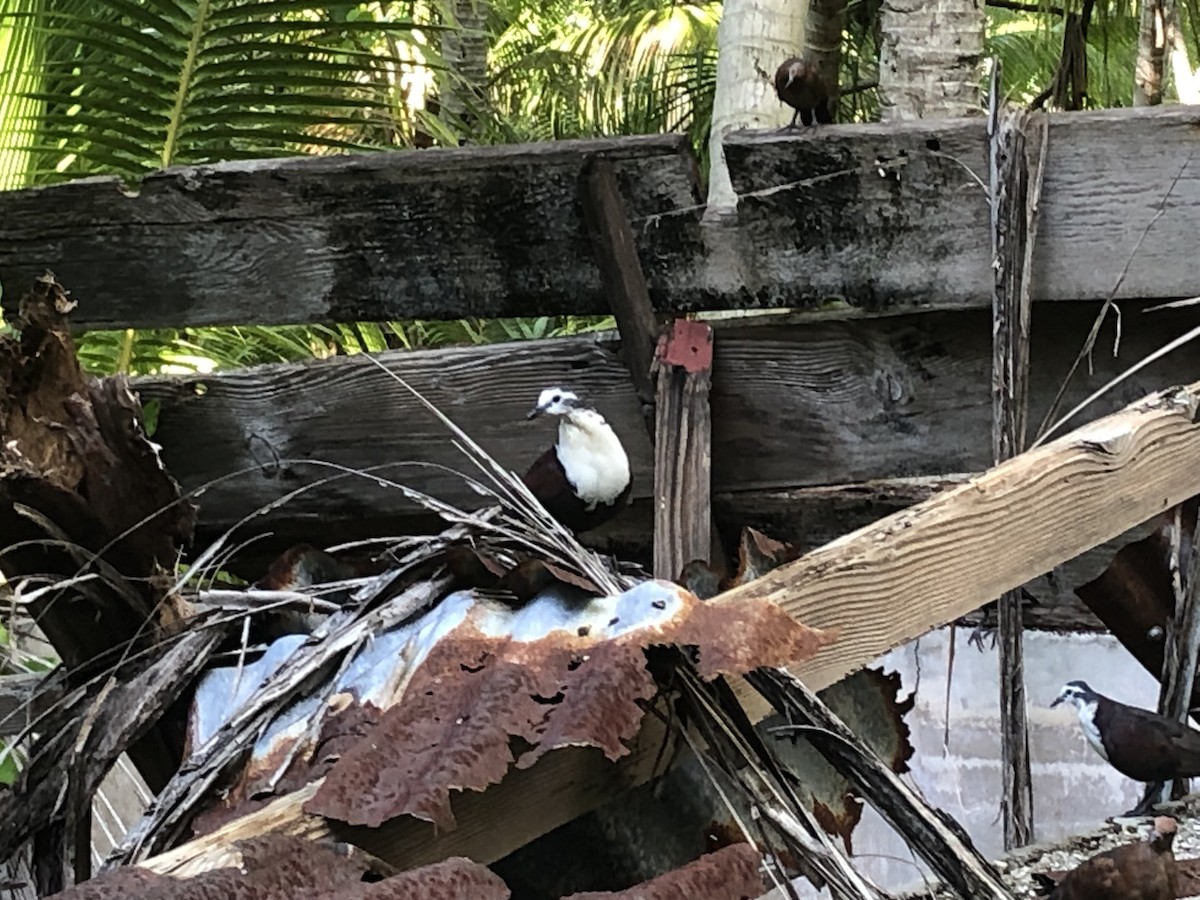 Polynesian Ground Dove - ML557002461