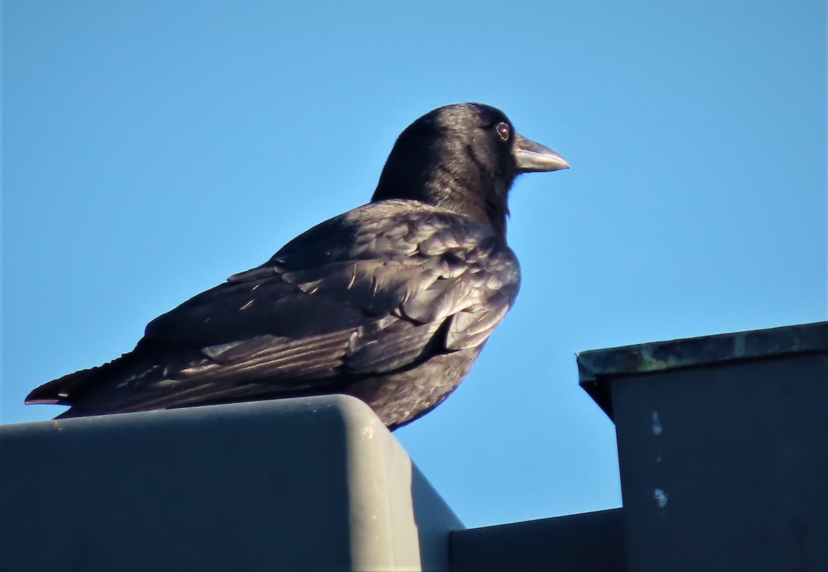 American Crow - ML557002541