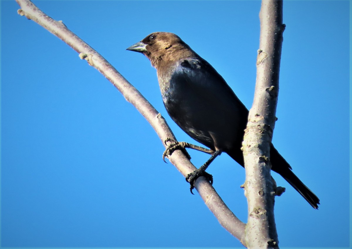 Brown-headed Cowbird - ML557002721