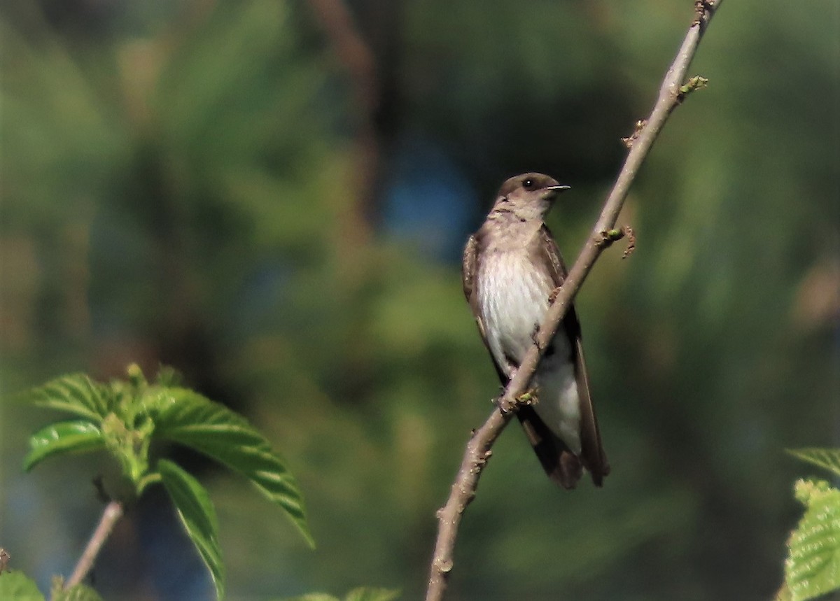 Northern Rough-winged Swallow - ML557002871