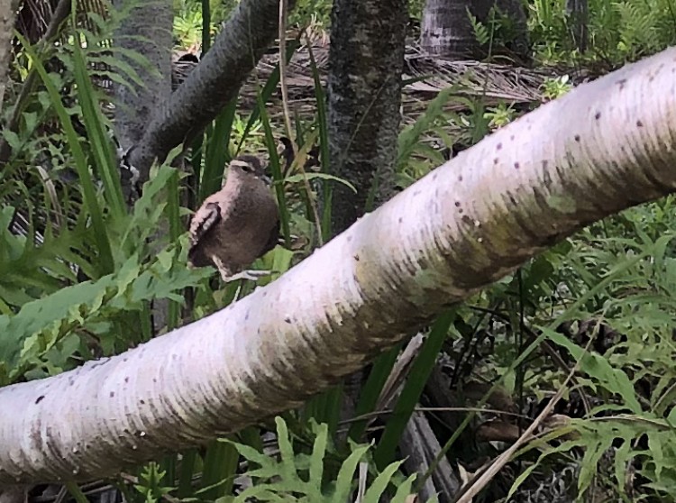 Tuamotu Sandpiper - ML557004021