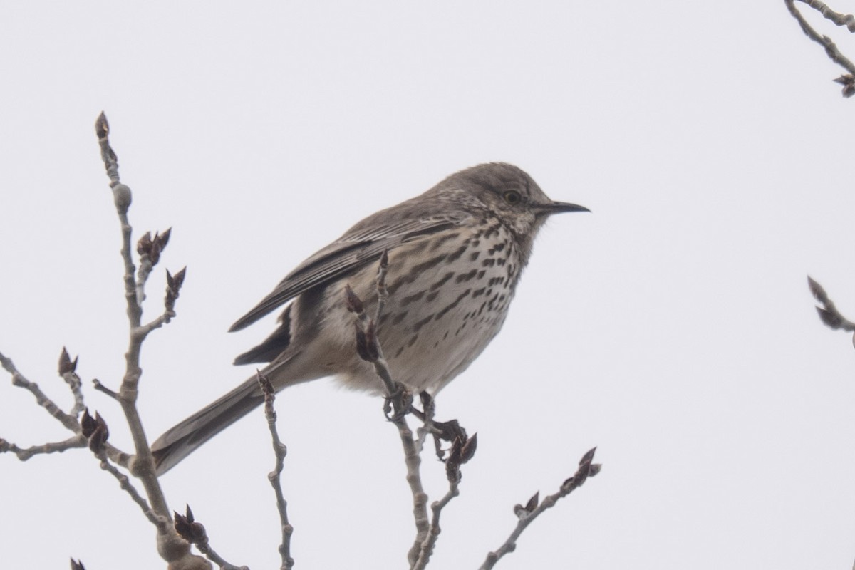 Sage Thrasher - ML557004441