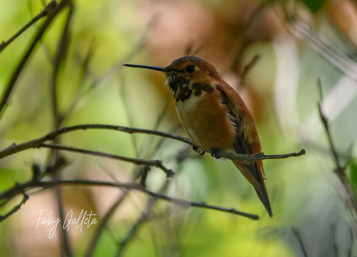 Rufous Hummingbird - ML557004501