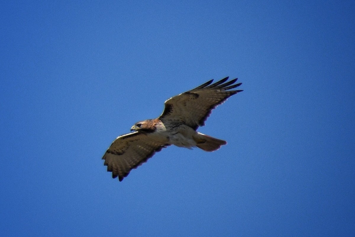 Red-tailed Hawk - ML557004561
