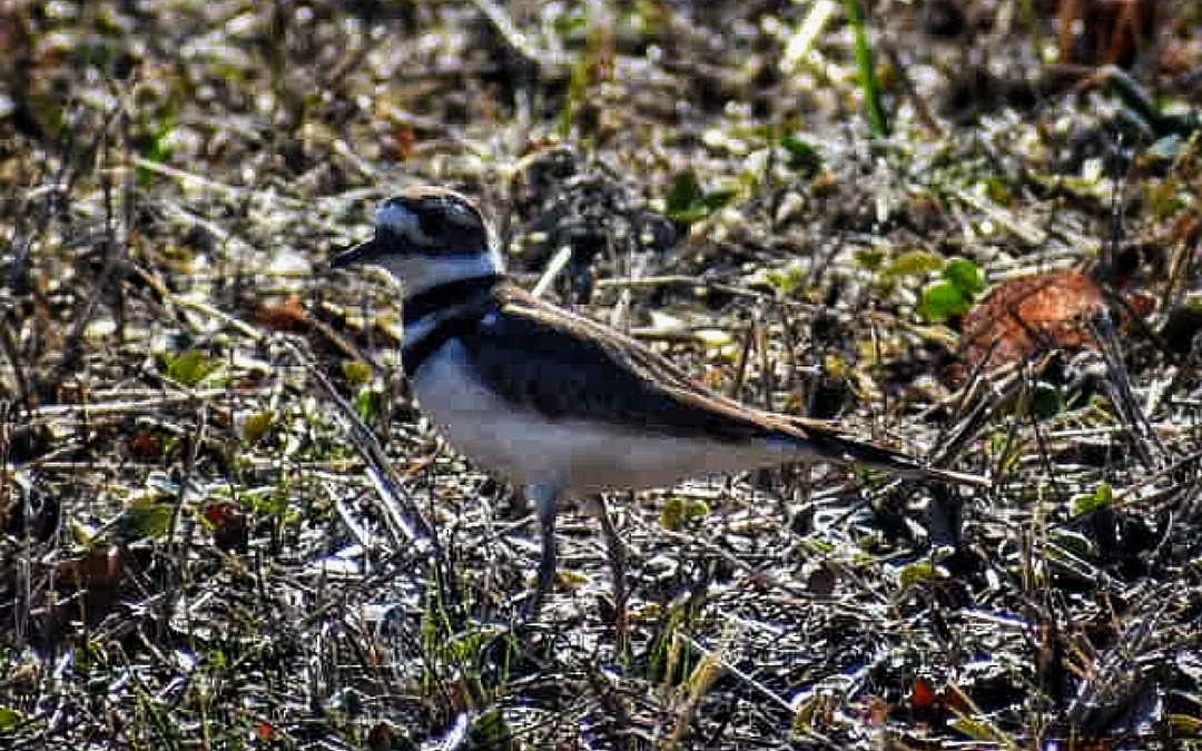 Killdeer - ML557004751