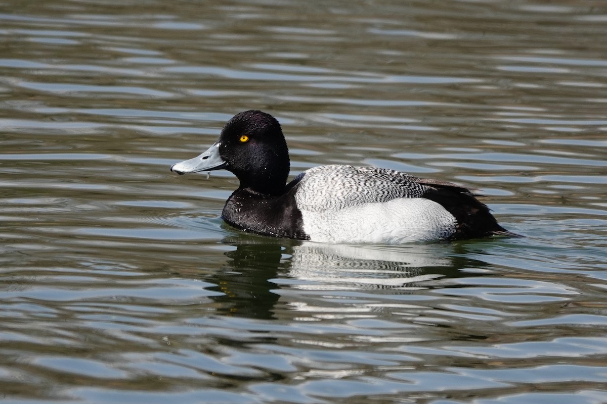 Lesser Scaup - mc coburn