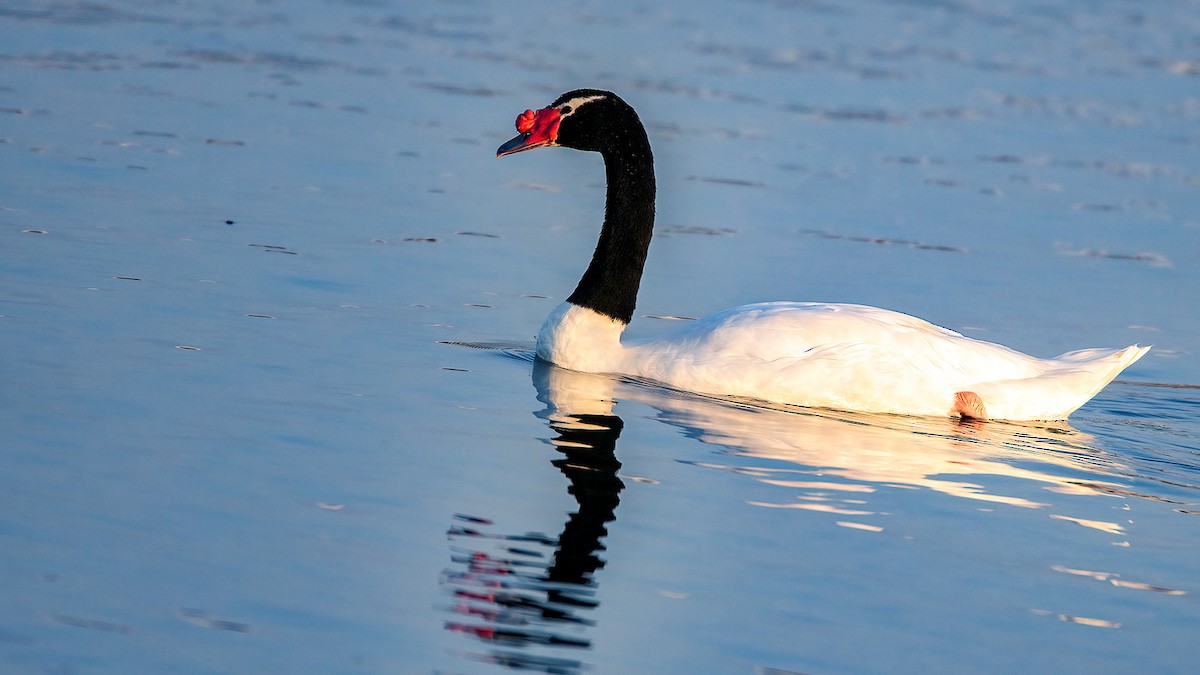 Black-necked Swan - Lukasz Ifczok