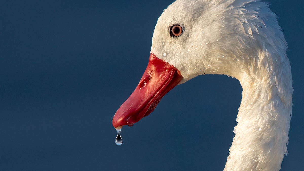 Coscoroba Swan - ML557008521