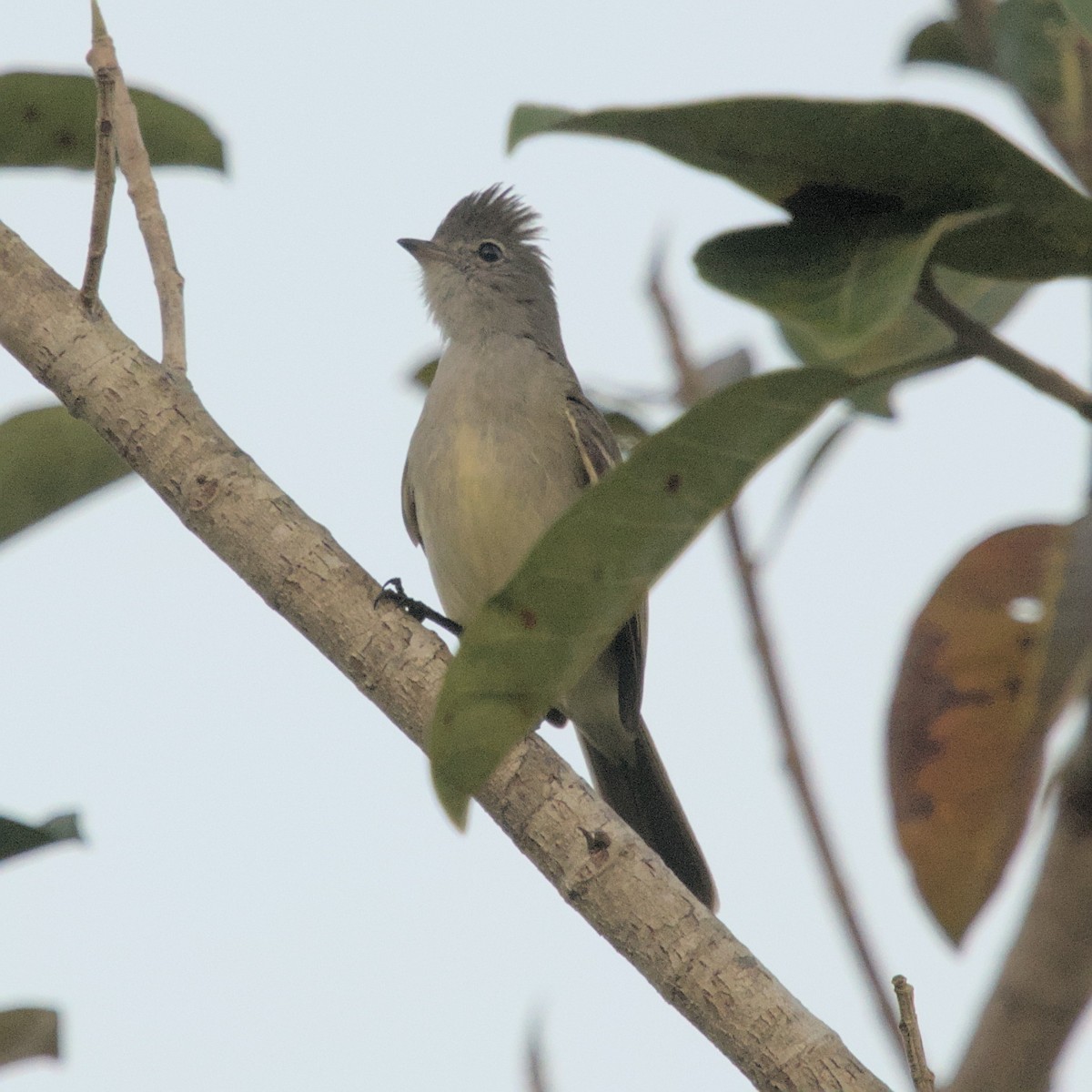 Yellow-bellied Elaenia - ML557010061