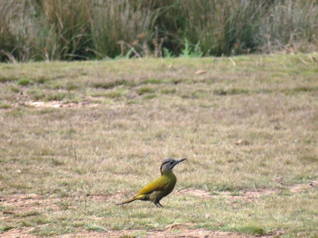 Gray-headed Woodpecker - Siddhesh Surve