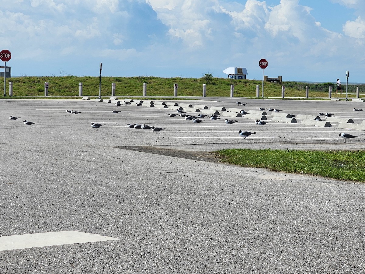 racek karibský - ML557010951