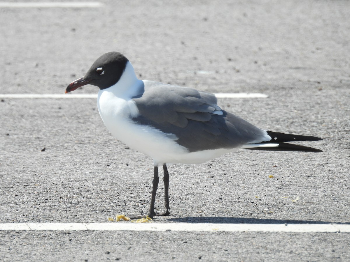 racek karibský - ML557010961