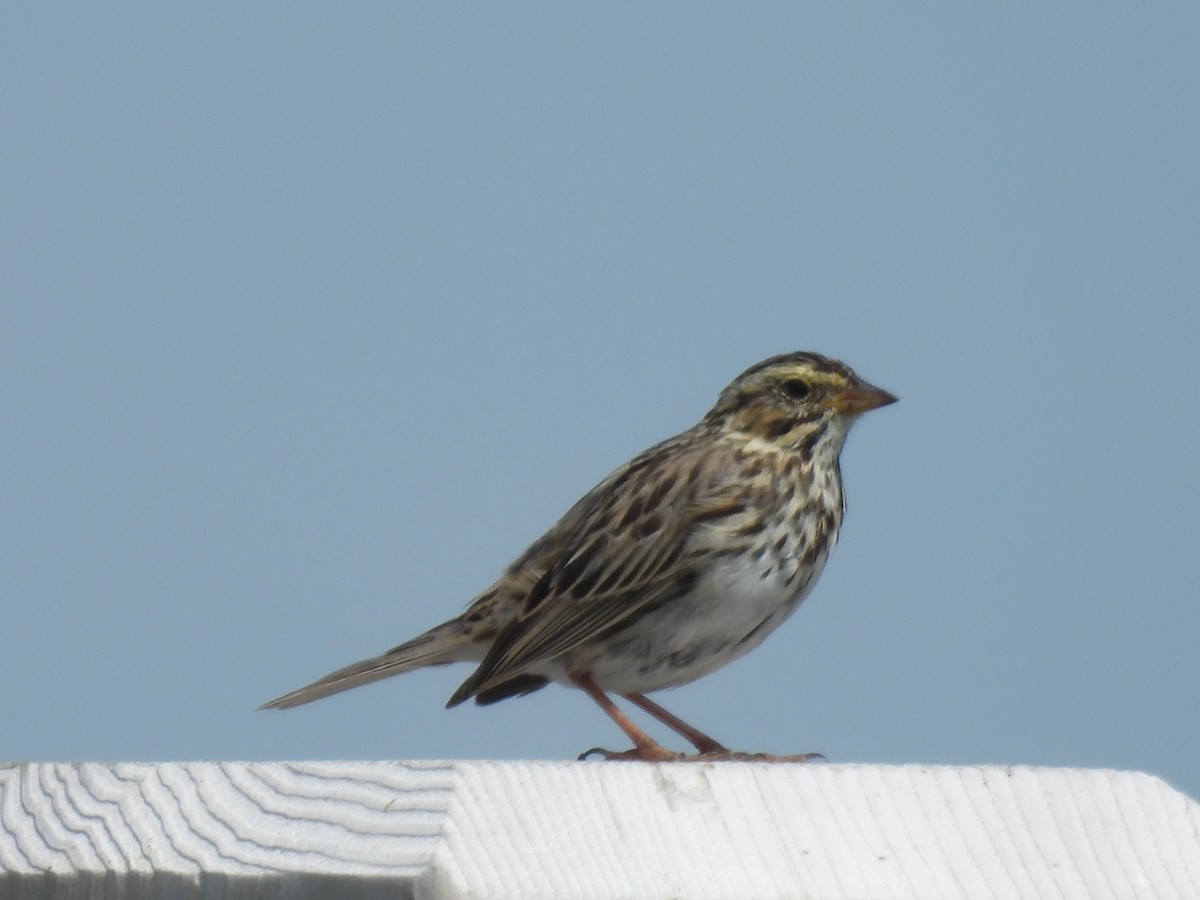 Savannah Sparrow - Laura Bunton - CC