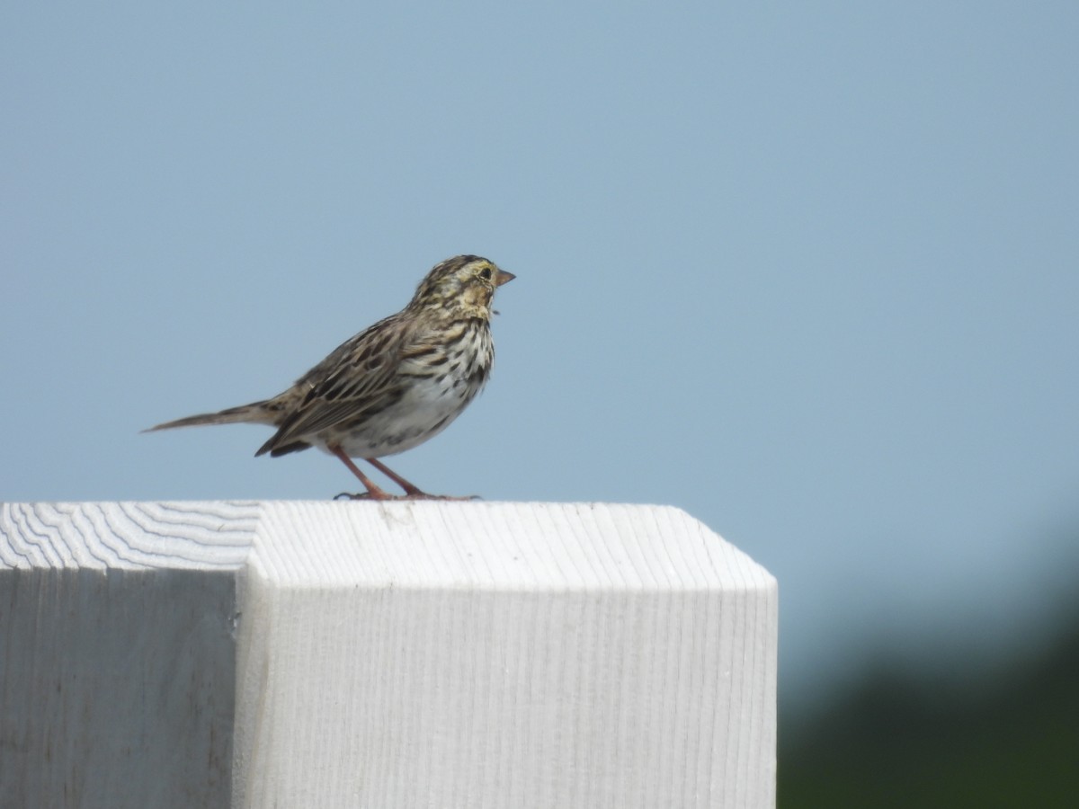 strnadec luční - ML557011141