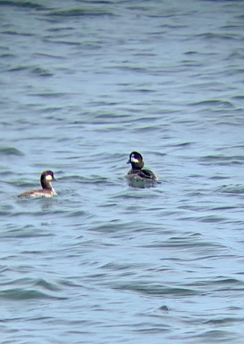 Bufflehead - Heidi H