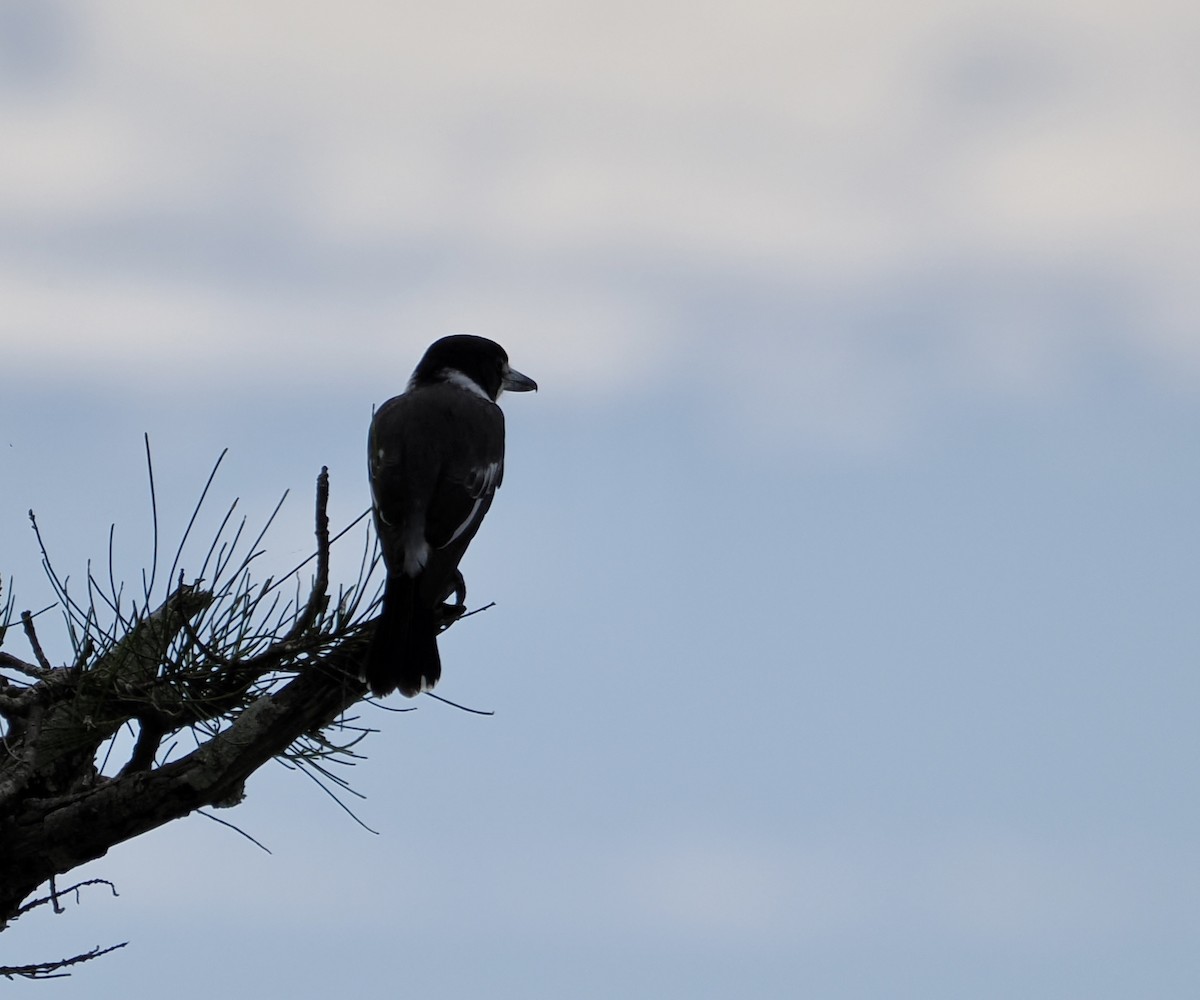 Gray Butcherbird - ML557012801