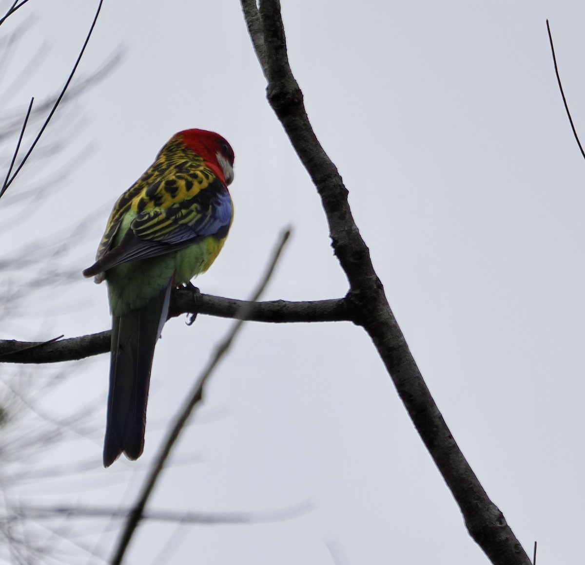 Eastern Rosella - ML557012931