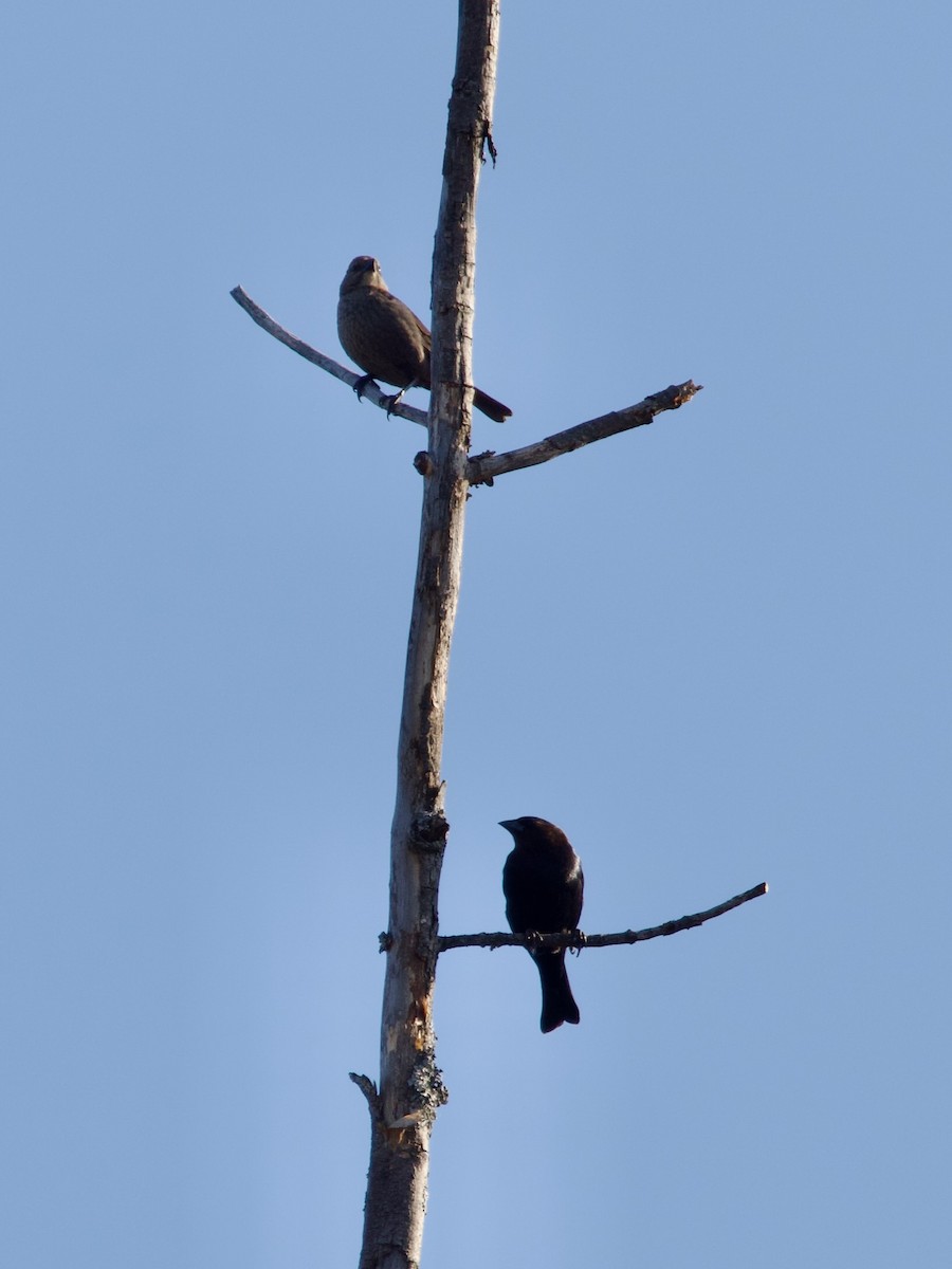 Brown-headed Cowbird - ML557013131