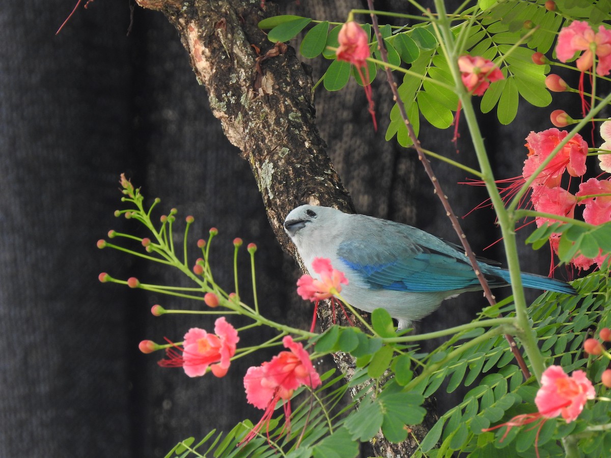 Blue-gray Tanager - ML557013601