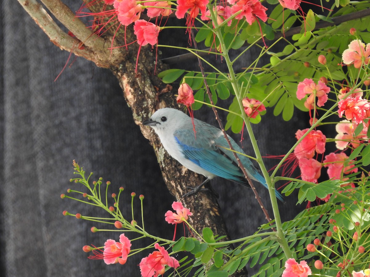 Blue-gray Tanager - ML557013611