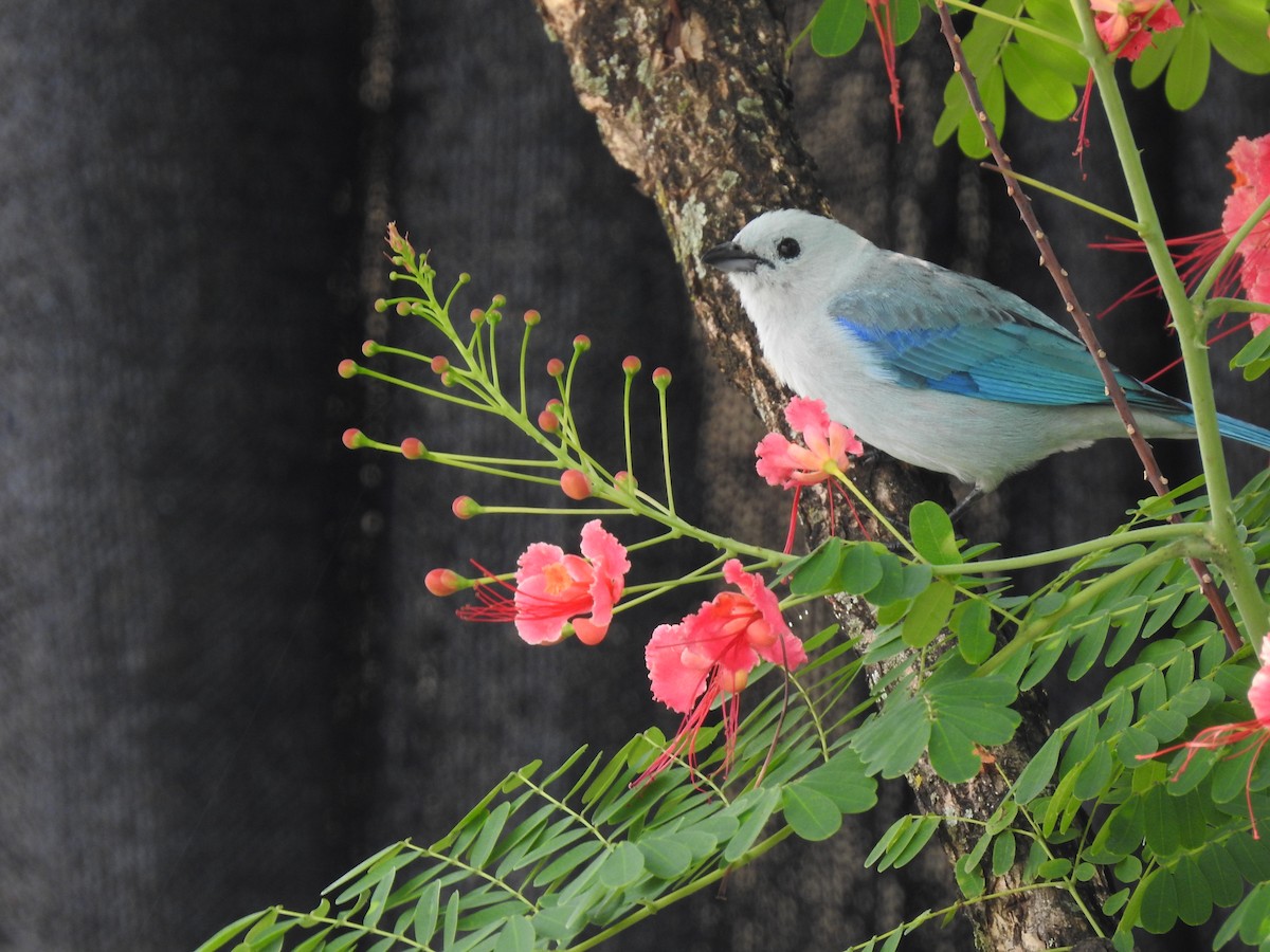 Blue-gray Tanager - ML557013621