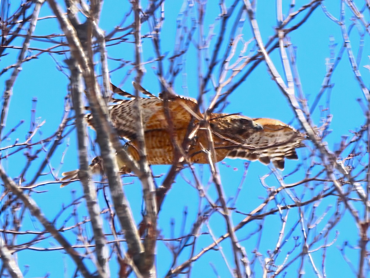 Red-shouldered Hawk - ML557014681