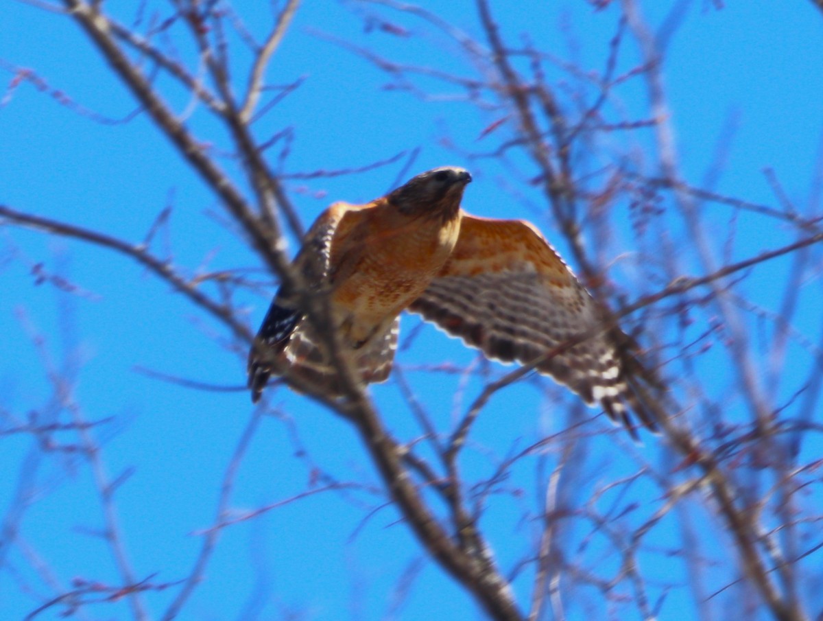 Red-shouldered Hawk - ML557014691