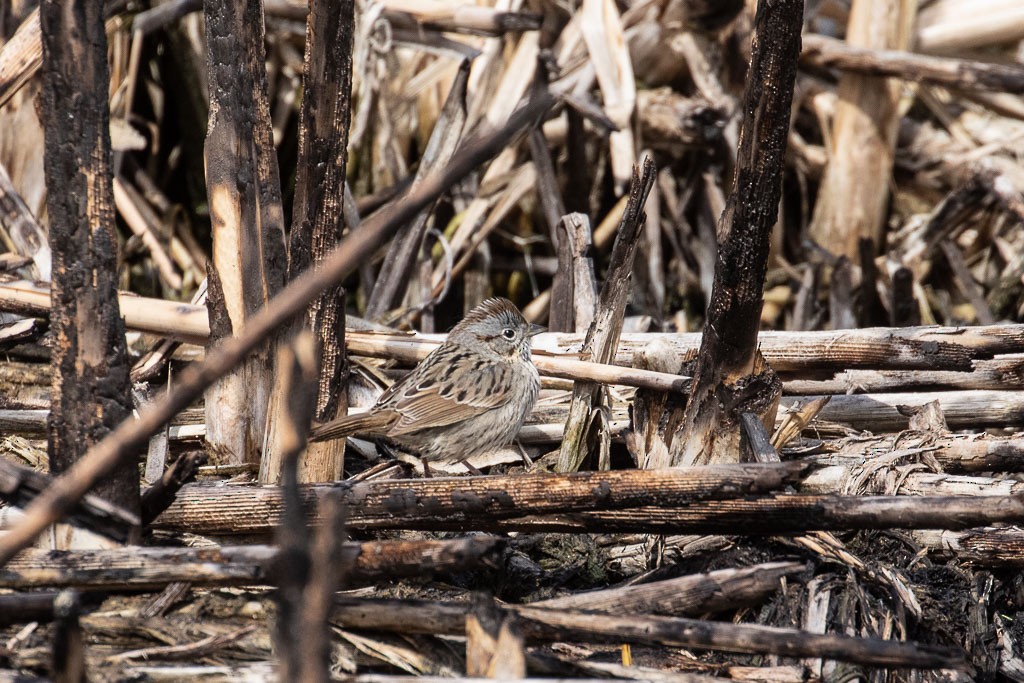 Lincoln's Sparrow - ML557016331