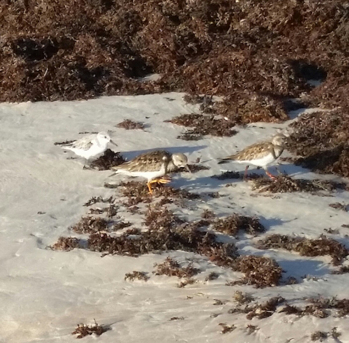 Bécasseau sanderling - ML55701691