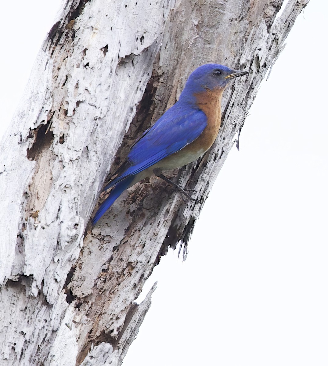 Eastern Bluebird - ML557016971