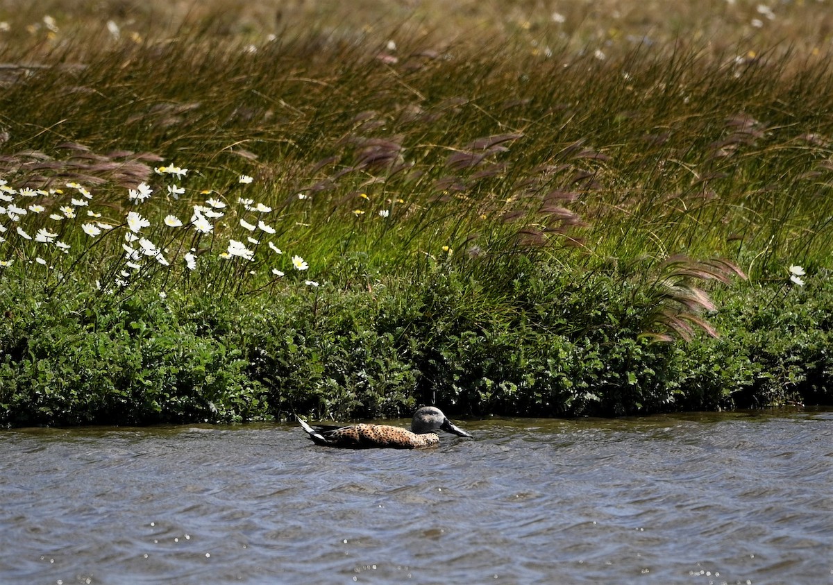 Red Shoveler - Marcelo Donoso