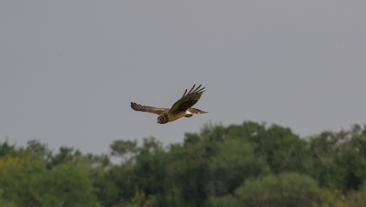 Northern Harrier - ML557017371