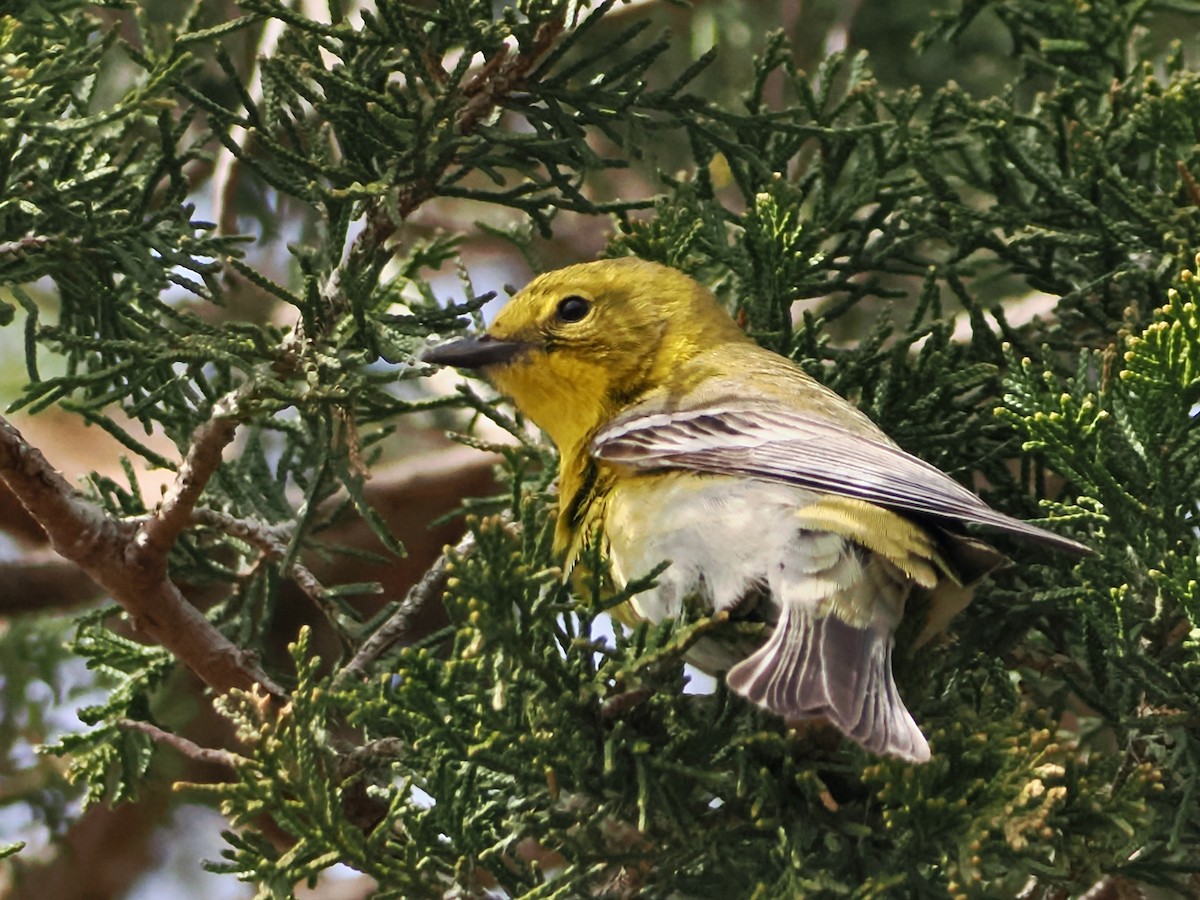 Pine Warbler - ML557017431