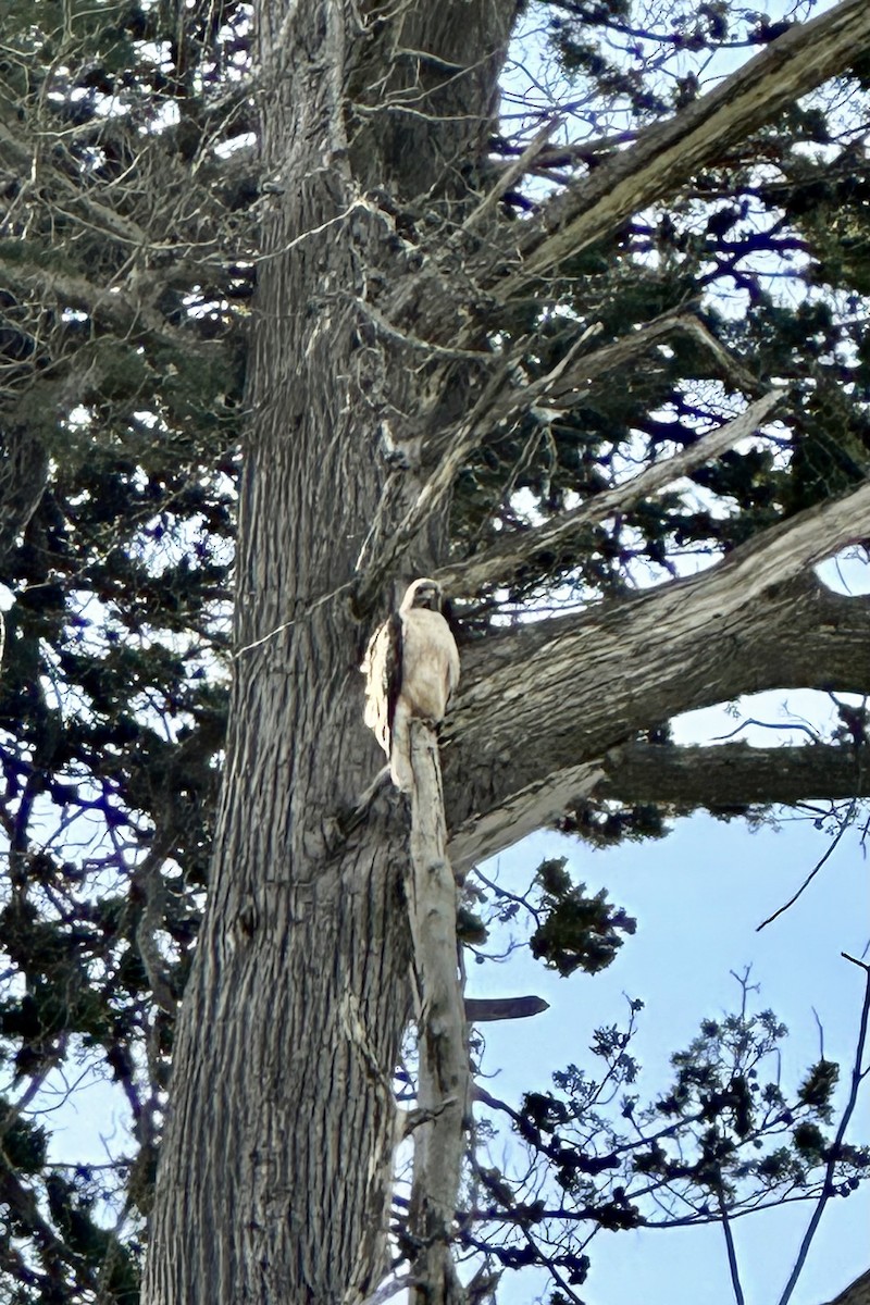 Red-tailed Hawk - ML557017561