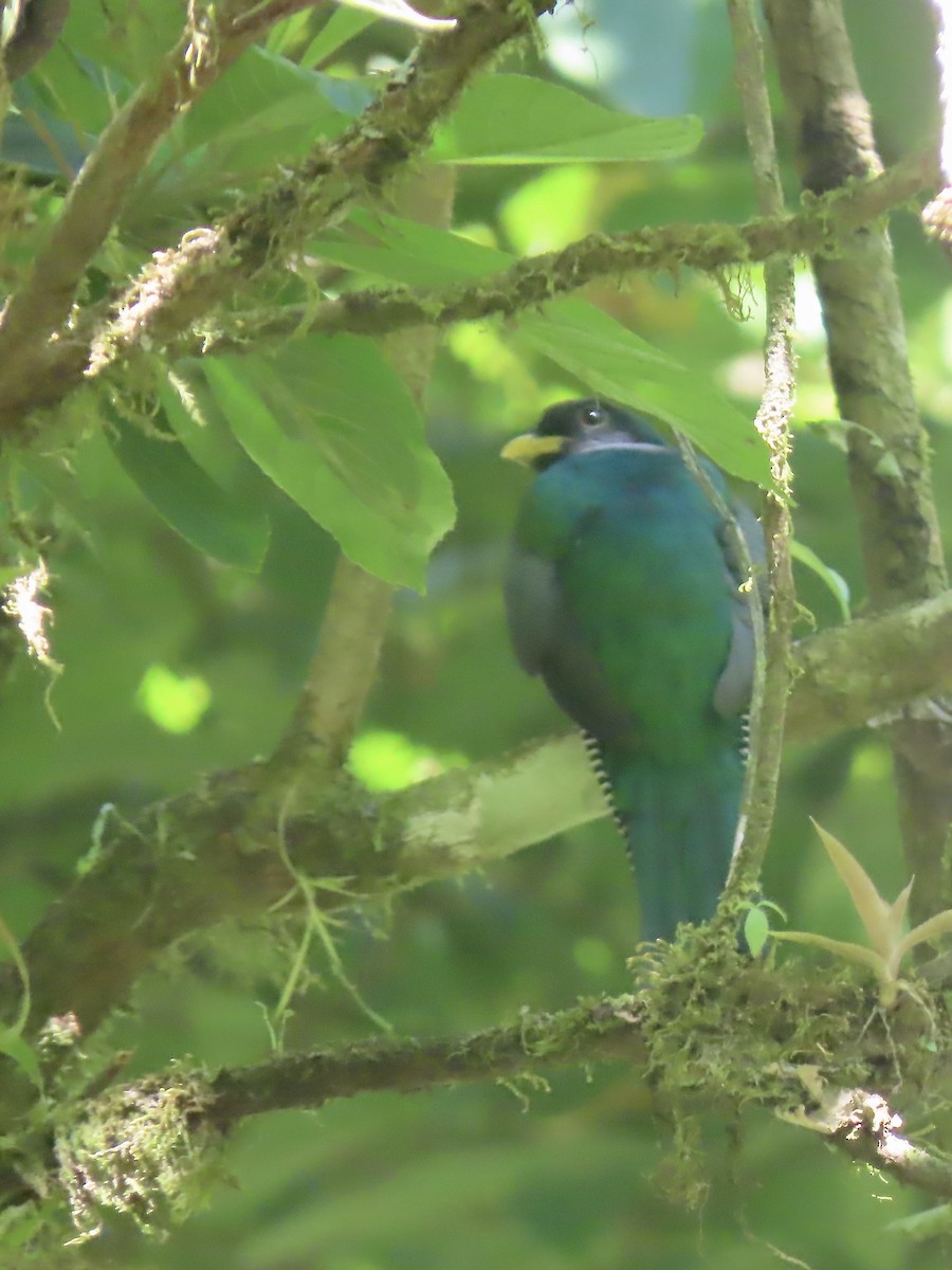 Collared Trogon - ML557017701