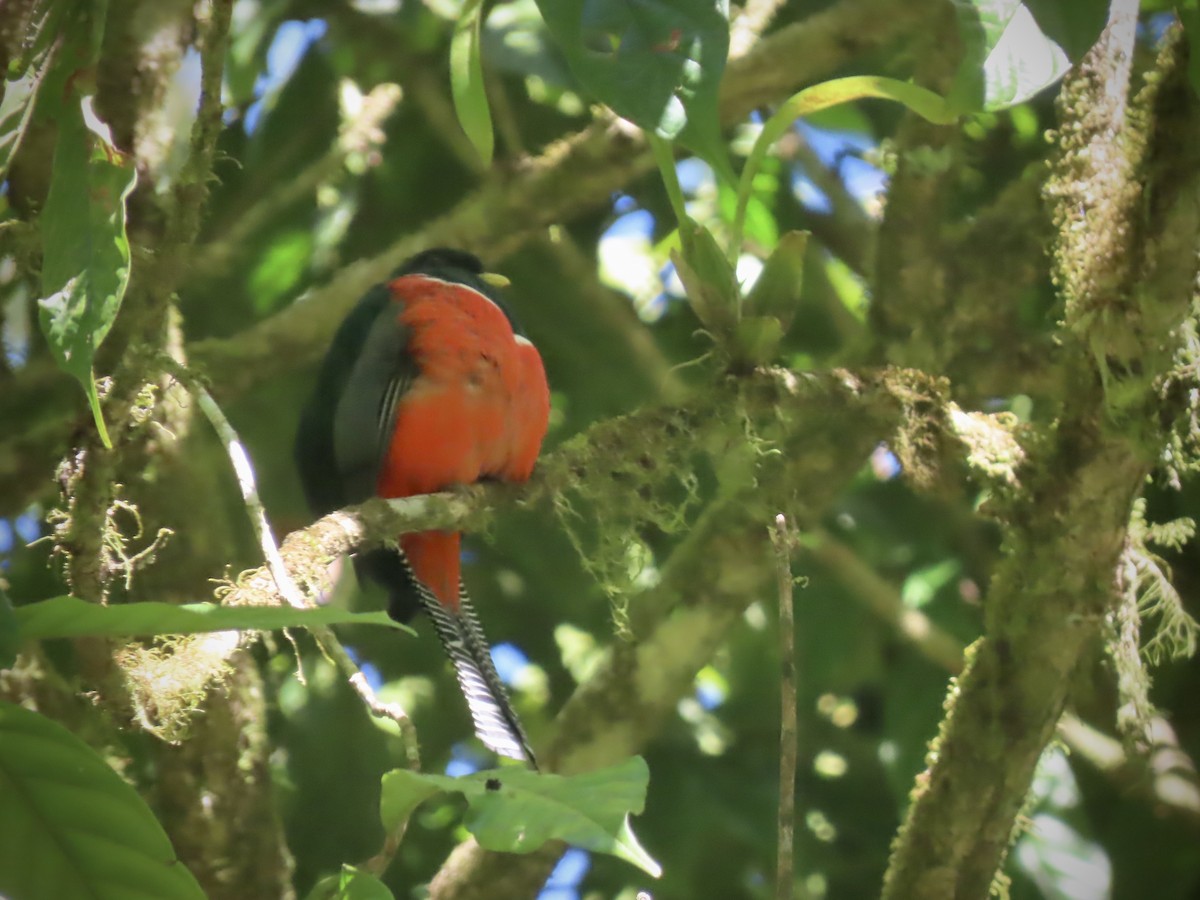 Collared Trogon - ML557017711