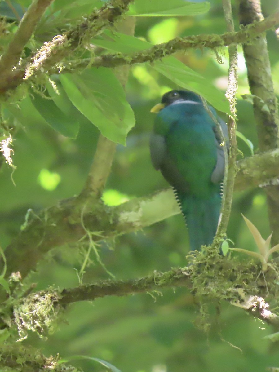 Collared Trogon - ML557017721