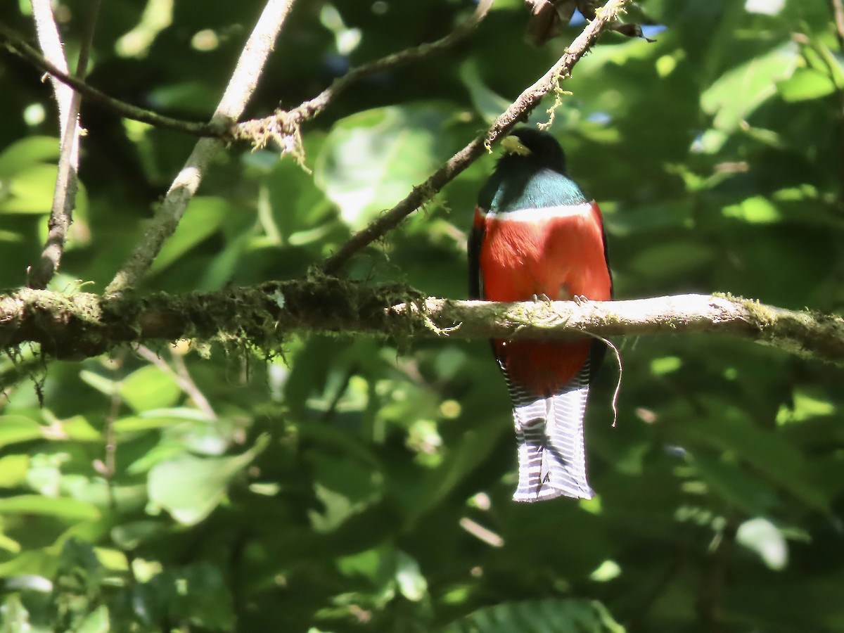 Collared Trogon - ML557017731