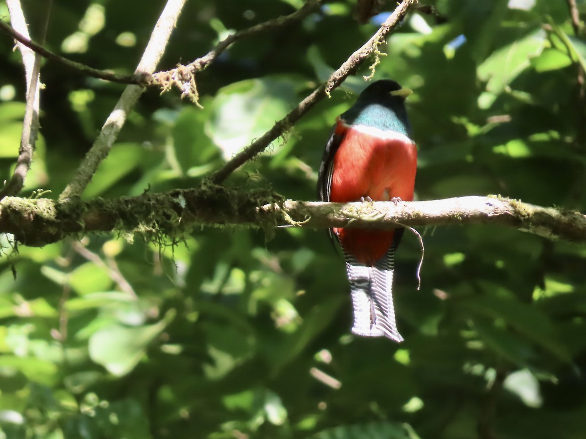 Collared Trogon - ML557017741