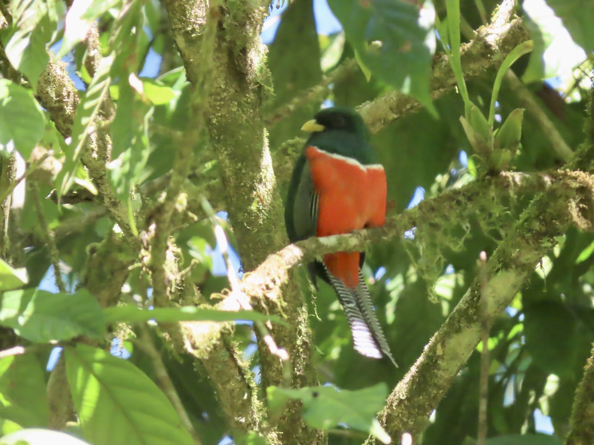 Collared Trogon - ML557017751