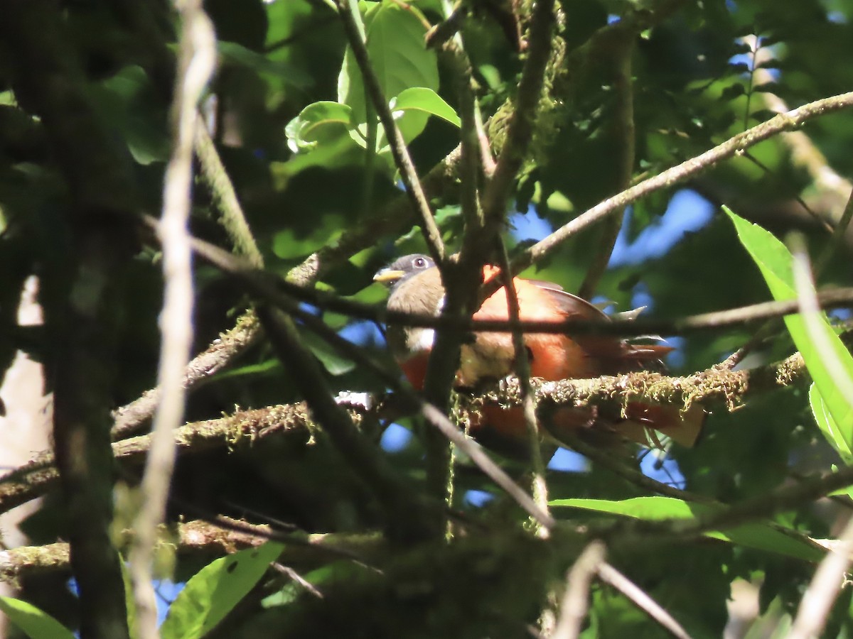 Collared Trogon - ML557017761