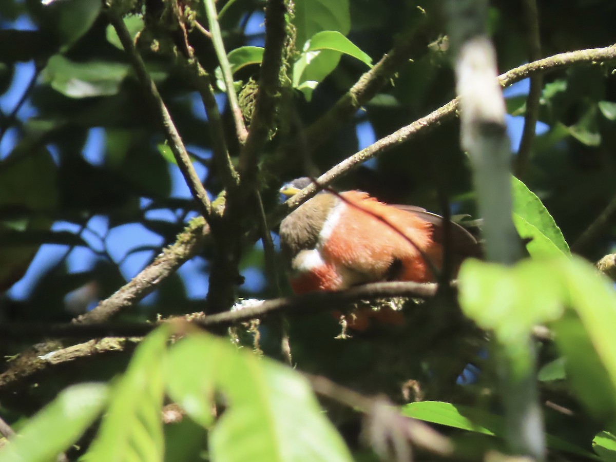 Collared Trogon - ML557017771