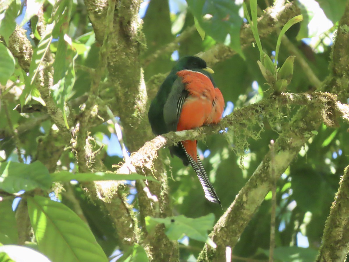 Collared Trogon - ML557017791