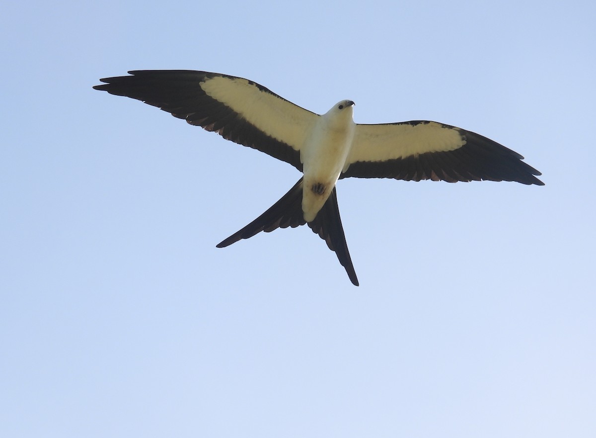Swallow-tailed Kite - Fannie Courtier