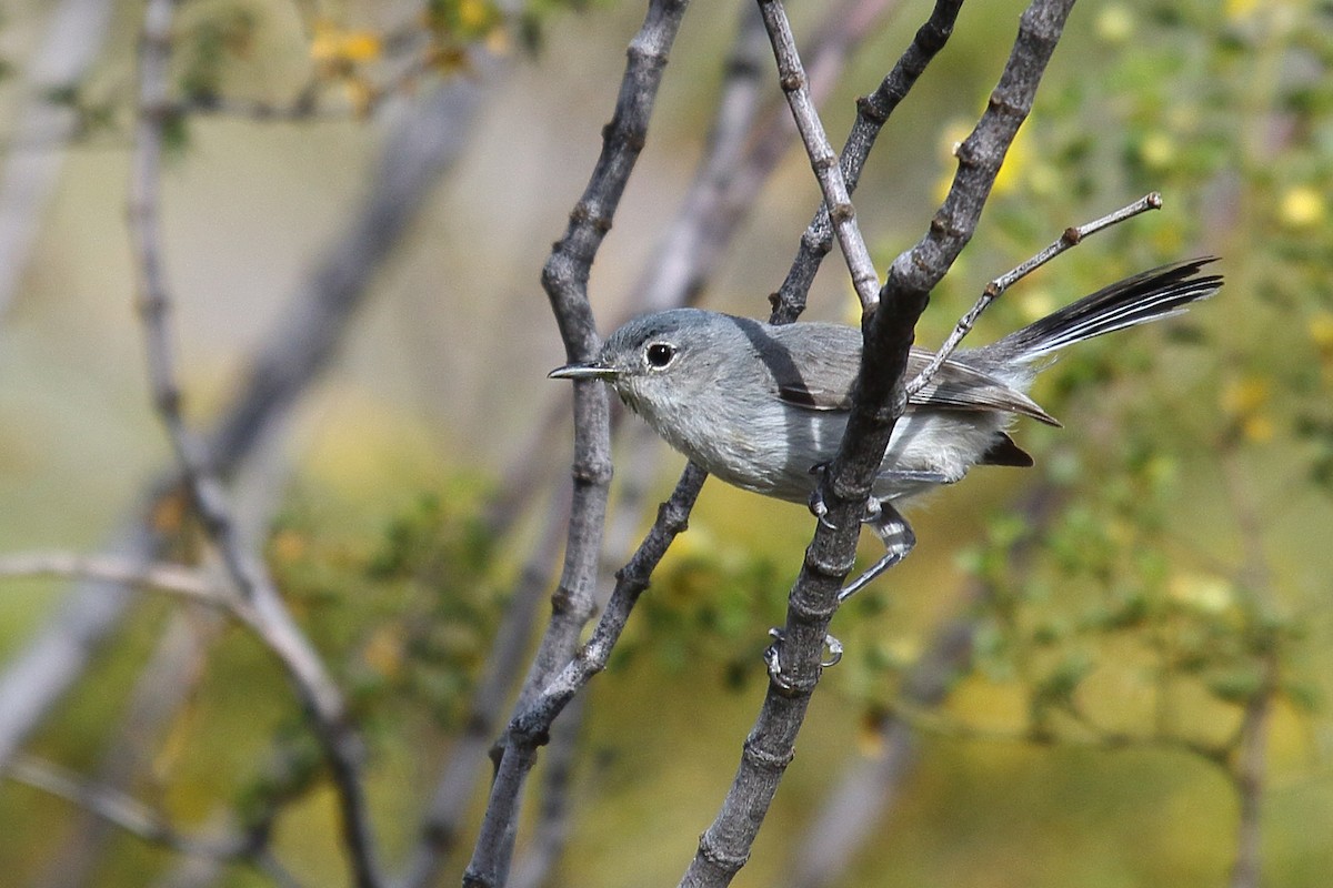 Black-tailed Gnatcatcher - ML557018961