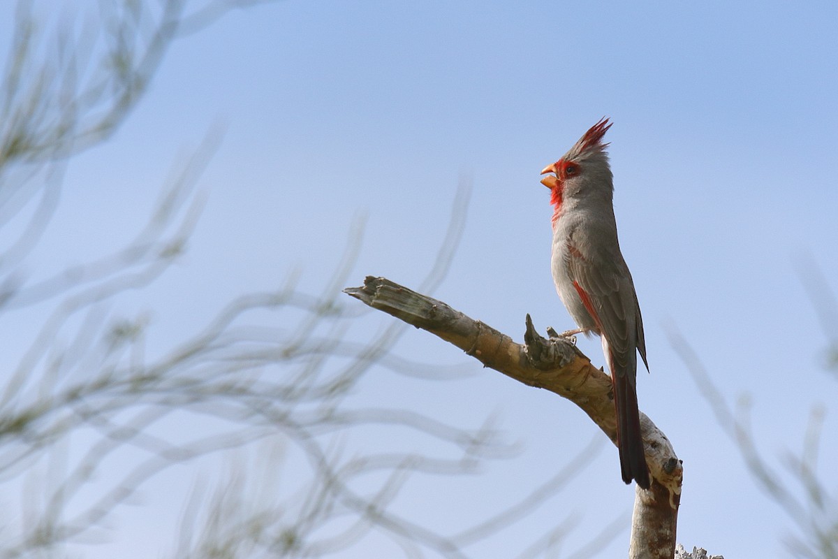 Cardinal pyrrhuloxia - ML557019101