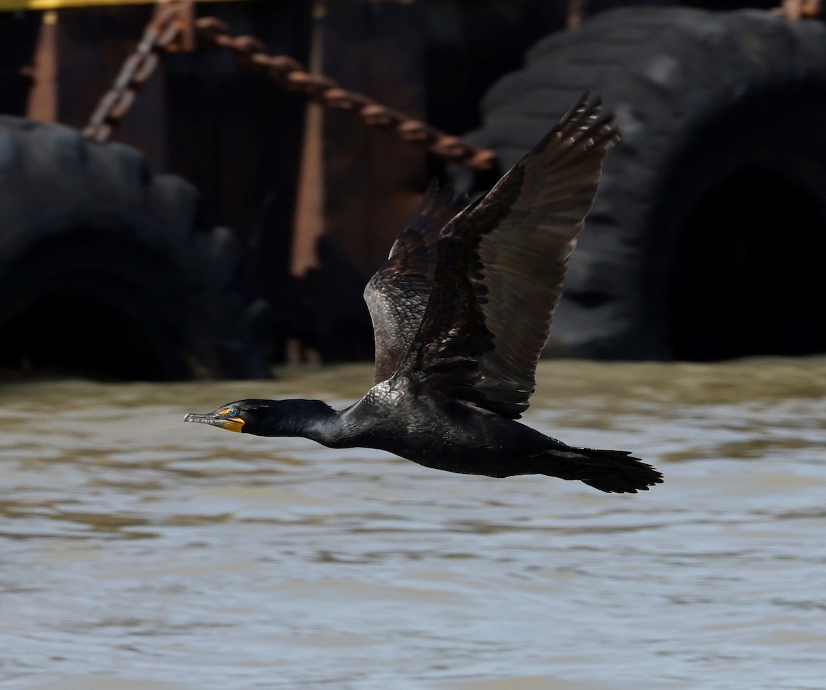 Cormorán Orejudo - ML557019161