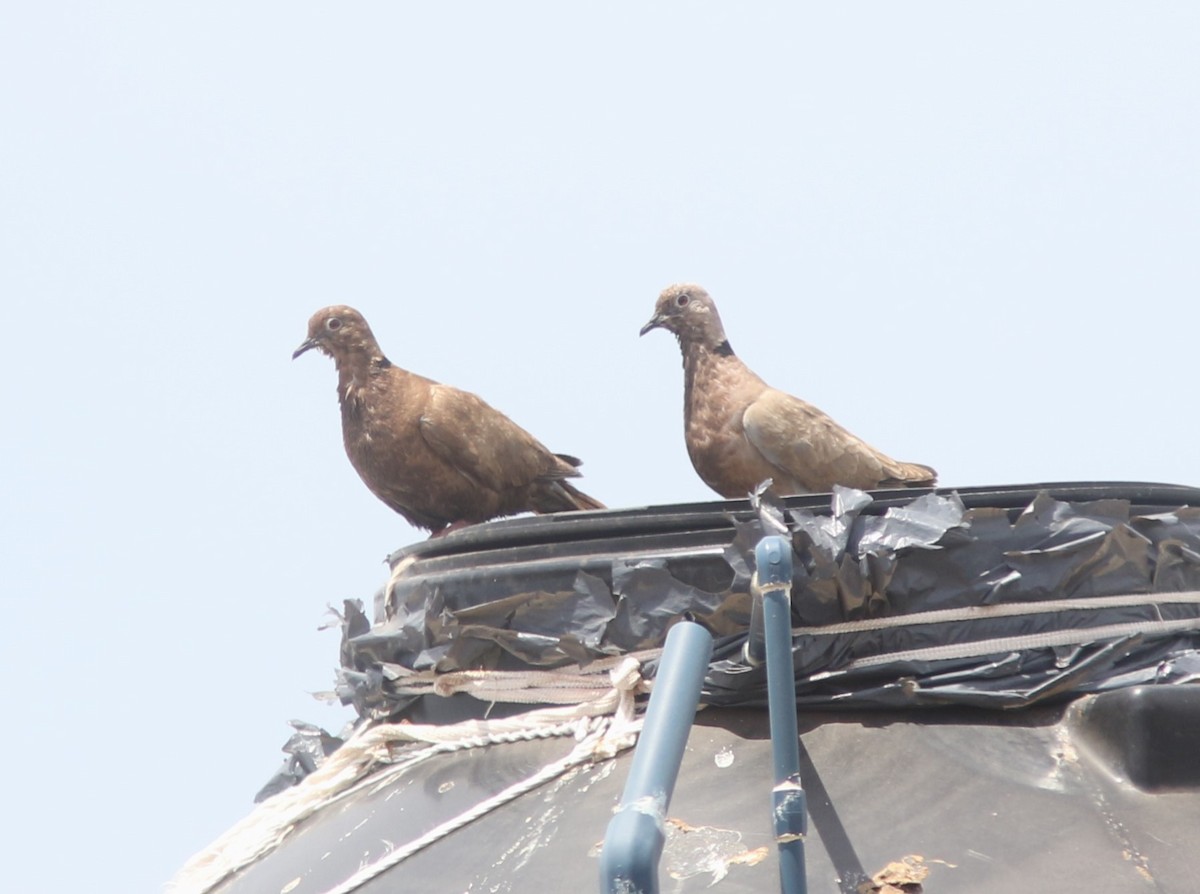 Eurasian Collared-Dove - ML557019321