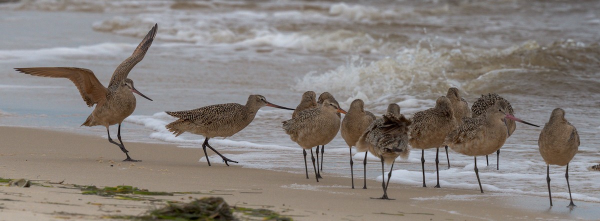 Marbled Godwit - ML557019541