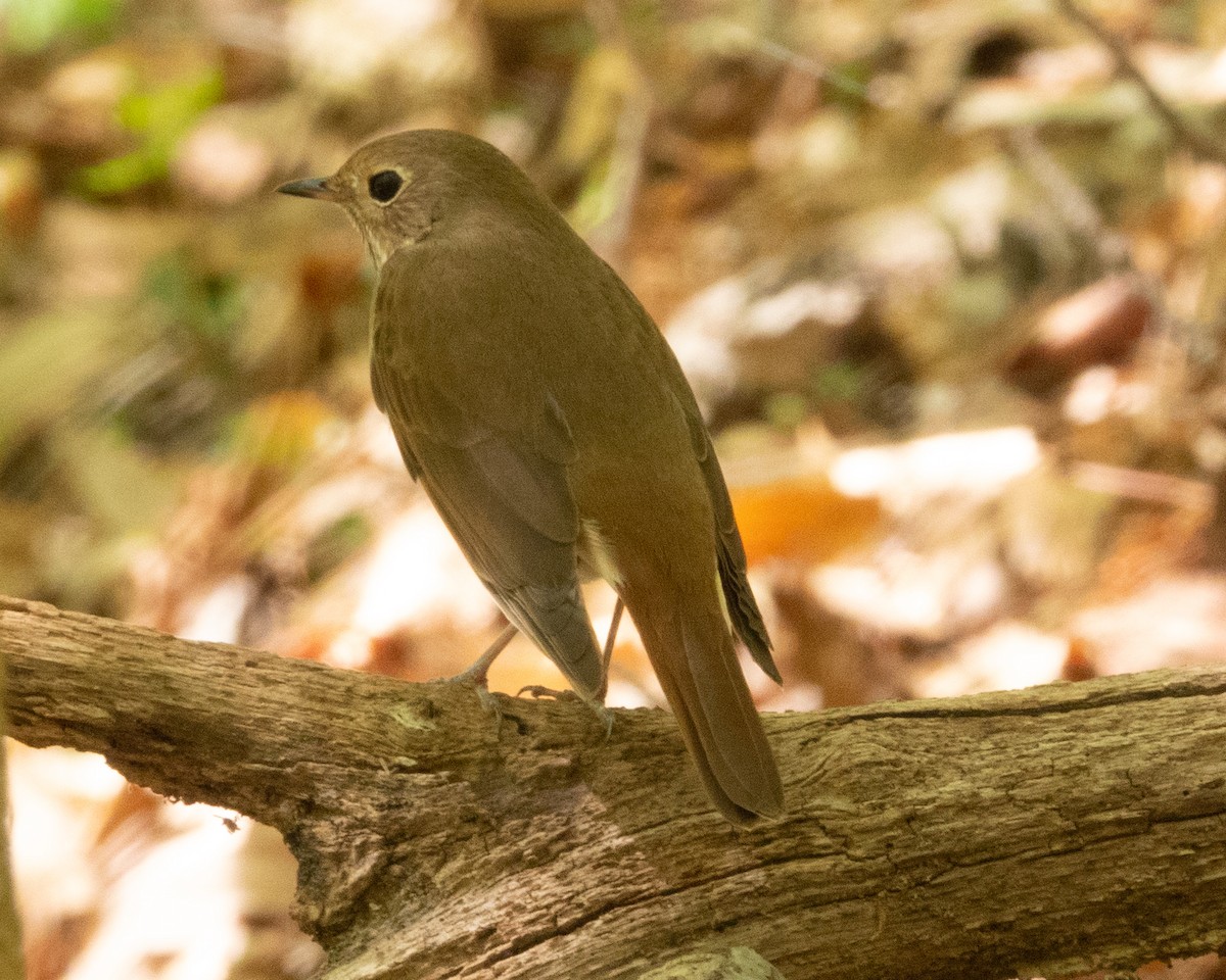 Hermit Thrush - Dixie Sommers